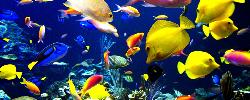 LiveFish