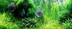 LivePlants